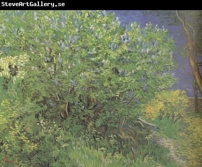 Vincent Van Gogh Lilacs (nn04)